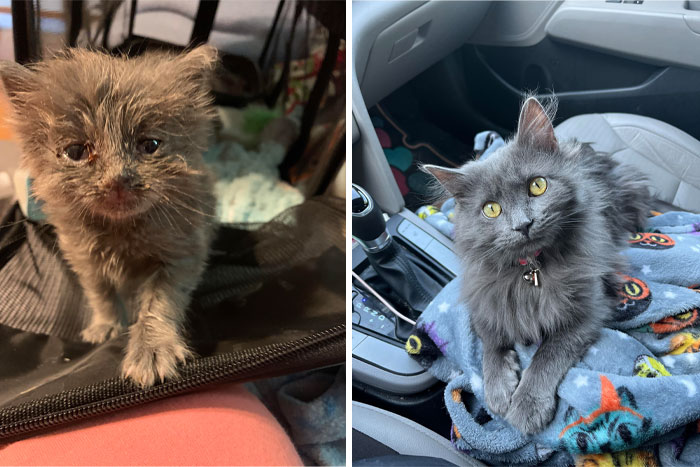 Smokey Was Abandoned By Her Momma Cat And Was Really Sick. We Didn’t Plan On Nursing A Sick Kitten Back To Health But I’m So Glad We Did. 3 Weeks vs. 7 Months Old