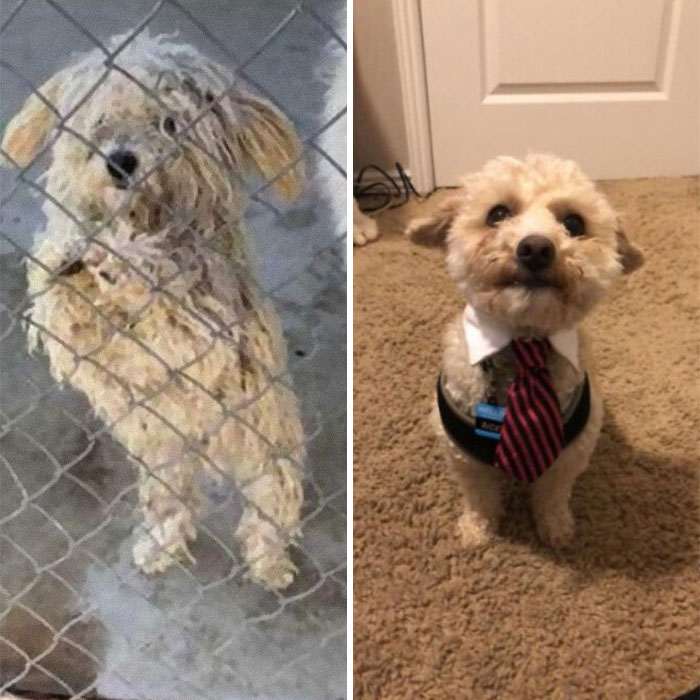 My Brother's Dog, Ricky, Before 'N After Adoption. He Cleans Up Nicely!
