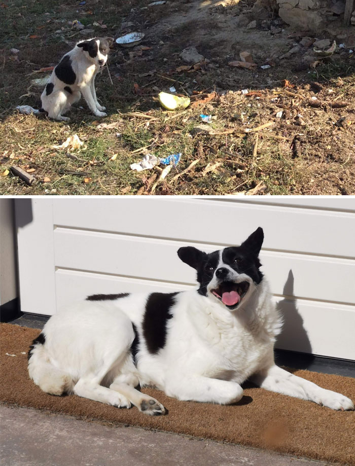 From Being Abandoned And Chained Up In Romania To A Happy, Healthy And Sun-Loving Sweetheart