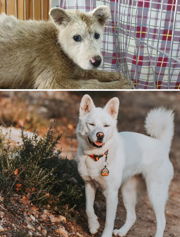 Mi niña, antes y después de la adopción. La primera foto en el refugio cuando era un cachorro callejero, la segunda después de estar conmigo durante un año y medio