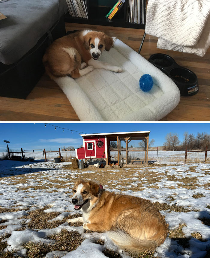 Olly Had Significant Anxiety As A Puppy. Now He’s A Happy Farm Dog
