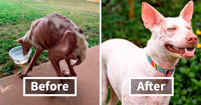 40 Photos Of Dogs Before And After Their Adoption That Might Melt Your Heart Away, As Shared On This Online Group (New Pics)