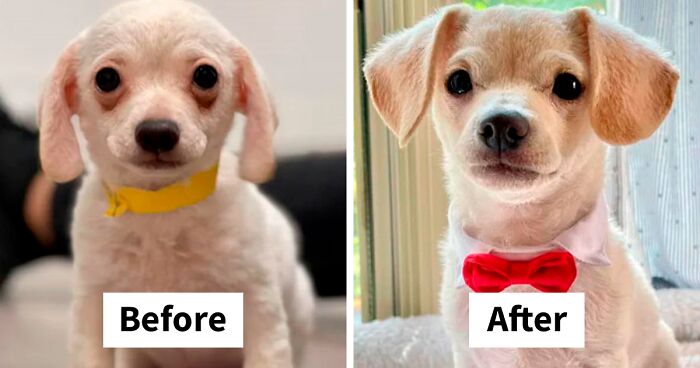 40 Photos Of Dogs Before And After Their Adoption That Might Melt Your Heart Away, As Shared On This Online Group (New Pics)