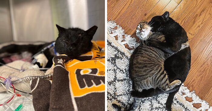 Cat Gets Attacked By Two Dogs, Survives, And Finds His Forever Home With The Veterinarian Who Saved Him