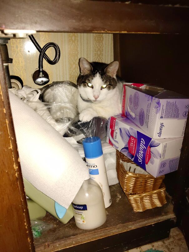 Wierdo Chase Laying In One Of His Many Wierd Spots.....