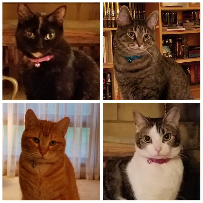Clockwise From Top Left: Cali, Gizmo, Diva And Tookie