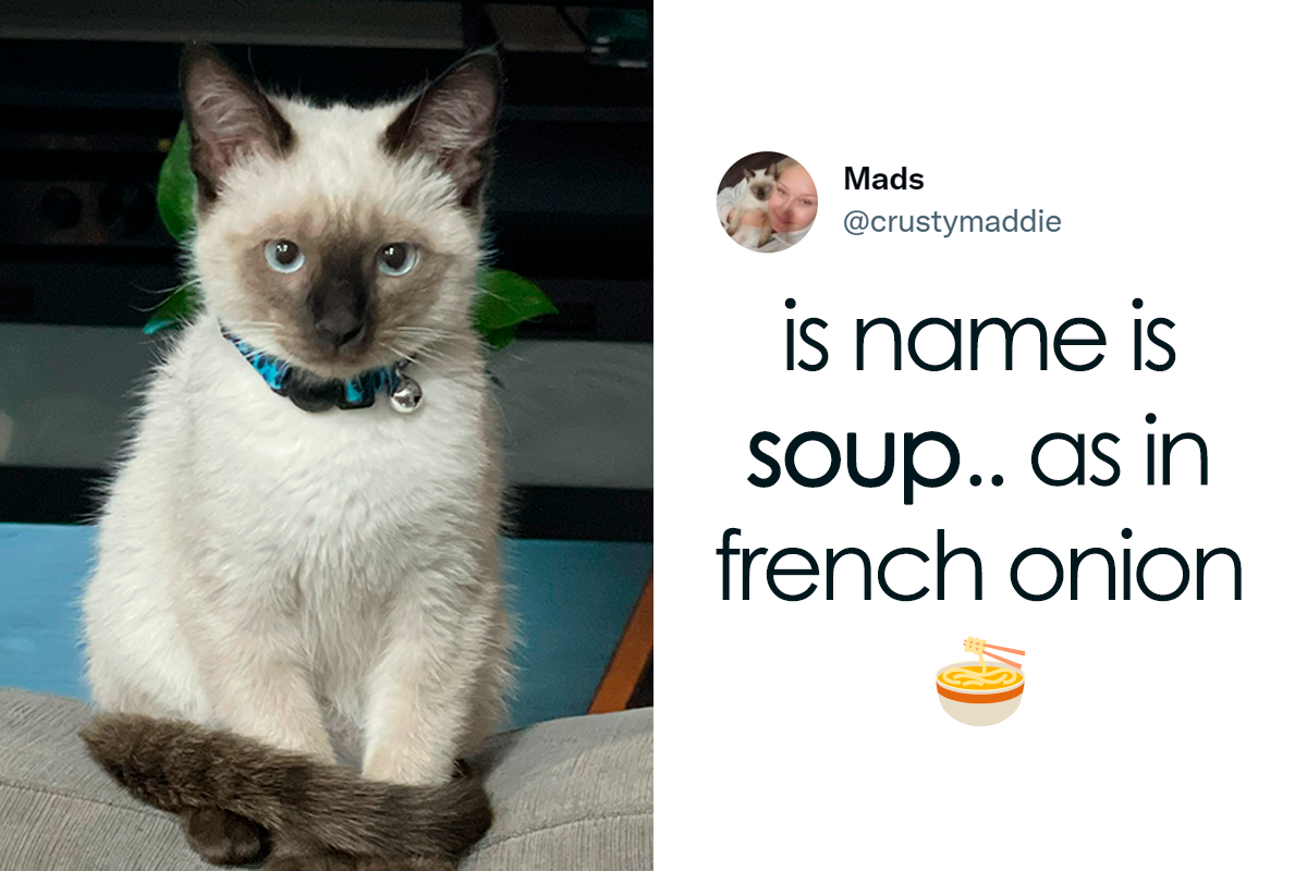 40 Of The Most Bonkers Pet Names, As Shared By Their Owners In This  Now-Viral Twitter Thread | Bored Panda