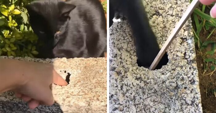 Millions Of People Rejoice At Hilarious Video Of Cat Rescuing House Keys From Hole
