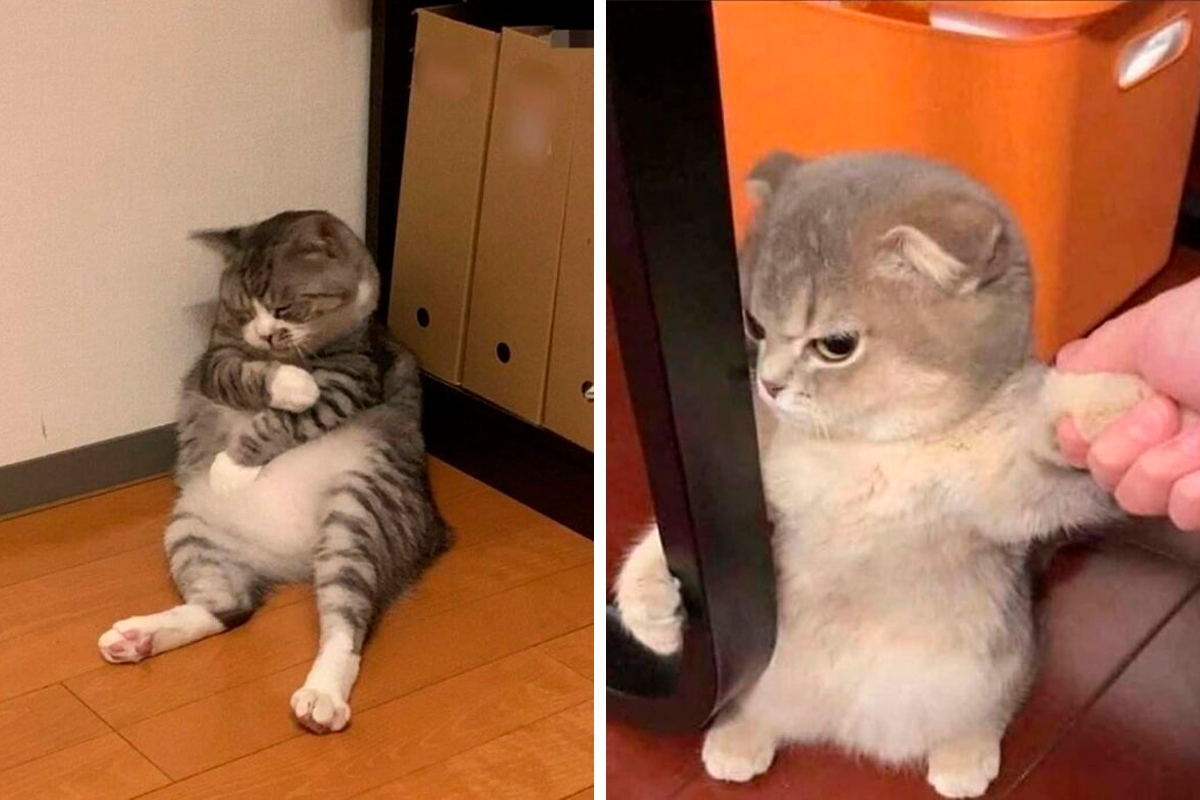 50 Times Cats Acted So Goofy, Their Owners Thought They Were Broken, As  Shared By The 'Cat ' Page (New Pics) | Bored Panda