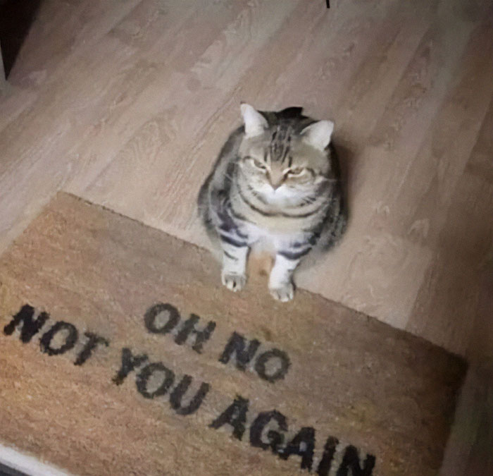 50 Of The Best Pics Of 'Cats With Threatening Auras'