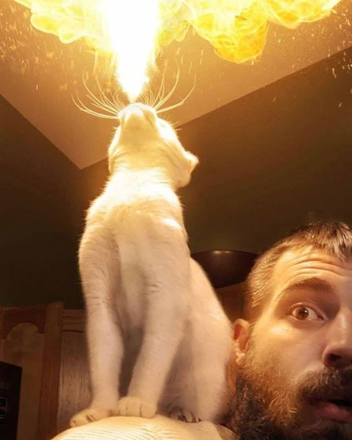 50 Of The Best Pics Of 'Cats With Threatening Auras'