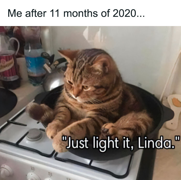 Cats-With-Threatening-Auras Cats-With-Threatening-Auras