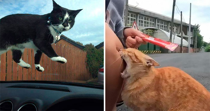 50 Of The Best Pics Of ‘Cats With Threatening Auras’