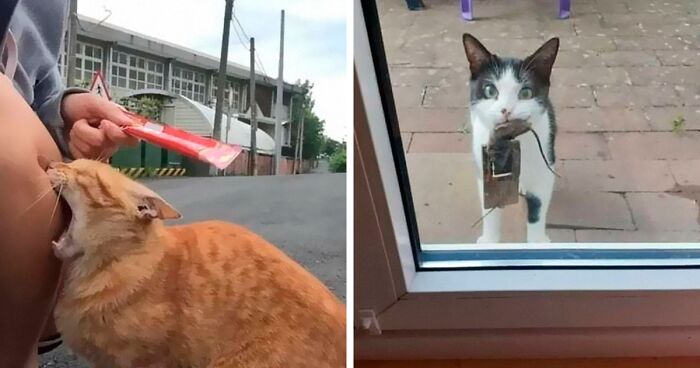 50 Of The Best Pics Of ‘Cats With Threatening Auras’