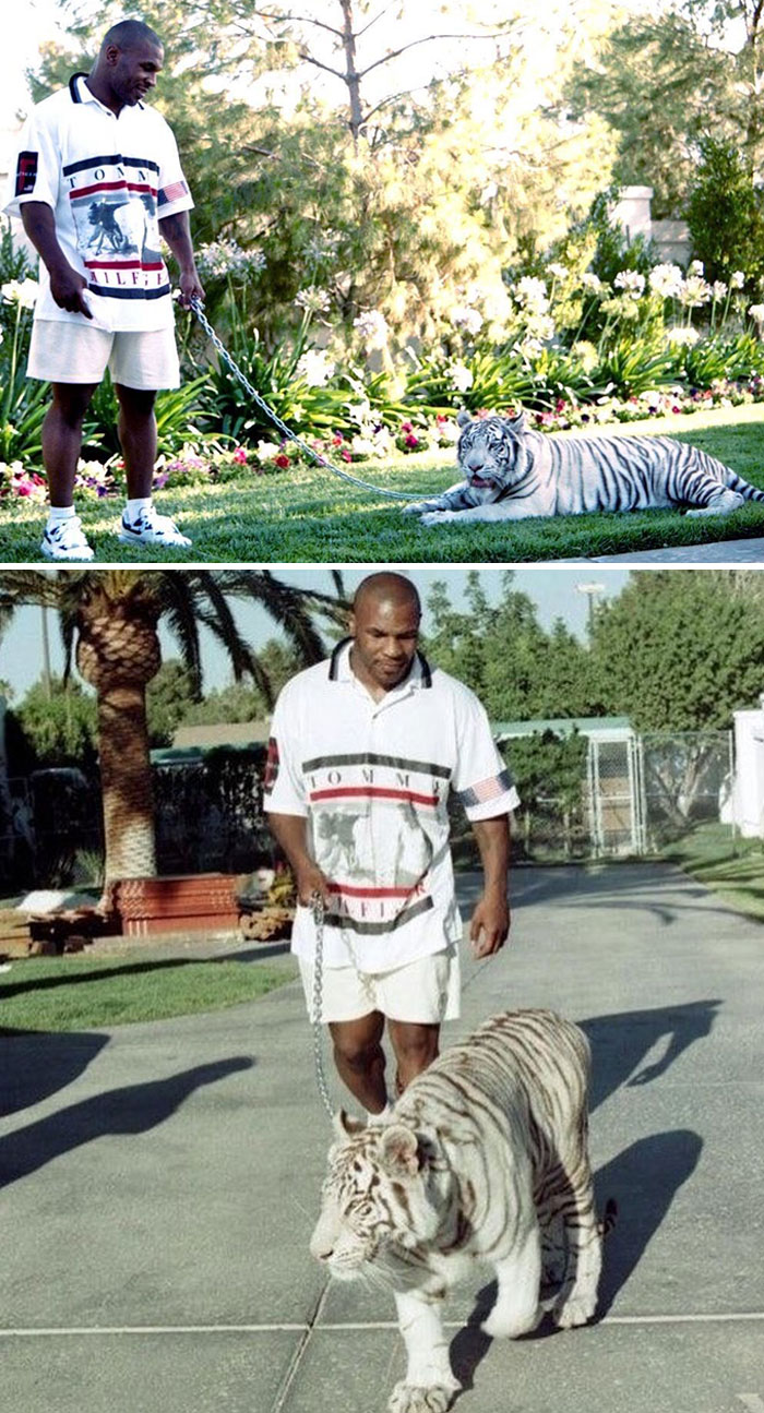 Mike Tyson Purchased Two Casual White Tigers
