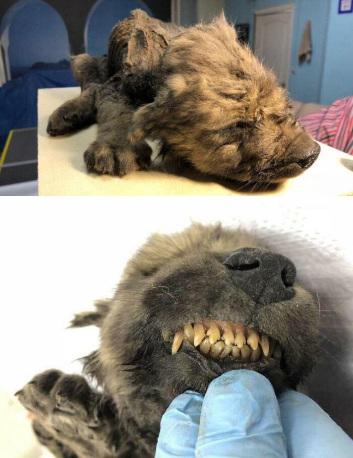 "Dogor", un cachorro de 18000 años que fue descubierto en el permafrost siberiano. Está tan bien conservado que su nariz y sus bigotes siguen casi intactos