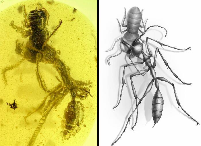 Prehistoric 'Hell Ant' Stuck In Amber Biting It's Prey For 99 Million Years