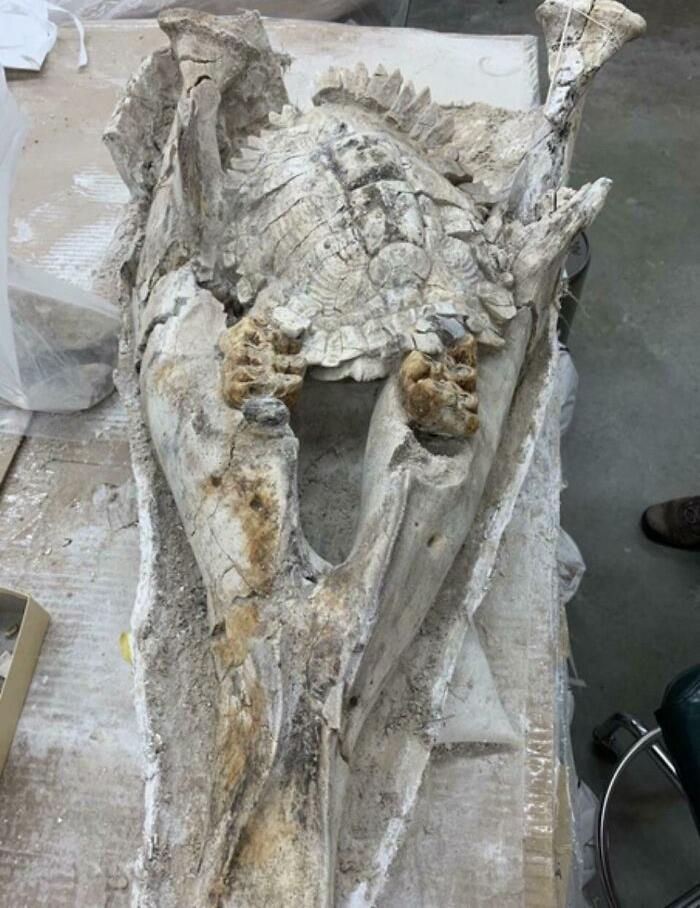 Un fósil raro: El caparazón de una tortuga atrapado en la mandíbula de un antiguo elefante