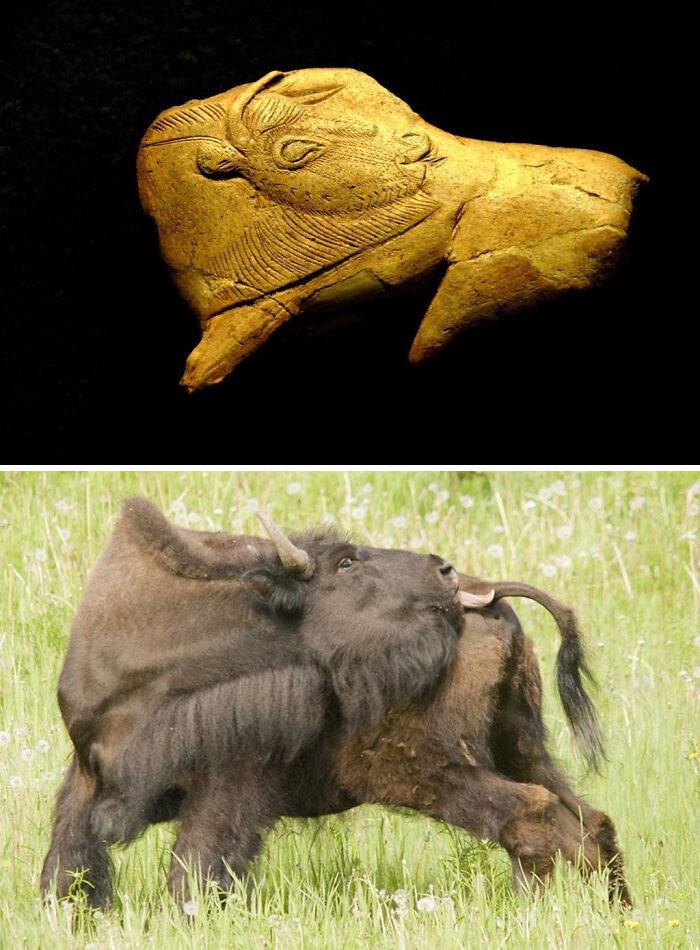 The Licking Bison Of La Madeleine Was Carved On A Reindeer Antler Fragment In Upper Paleolithic France Sometime Between 20,000 And 12,000 Years Ago. It Depicts The Now Extinct Steppe Bison
