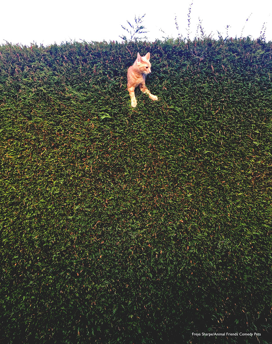 'jack The Cat Stuck In The Hedge' By Freya Sharpe