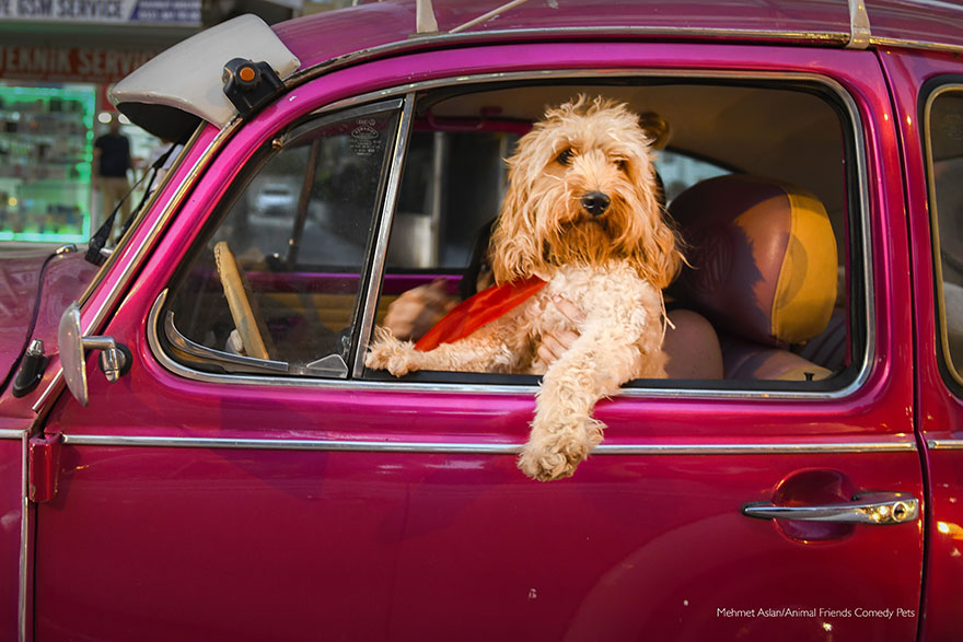 'chauffeur Dog' By Mehmet Aslan