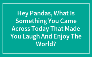 Hey Pandas, What Is Something You Came Across Today That Made You Laugh And Enjoy The World?