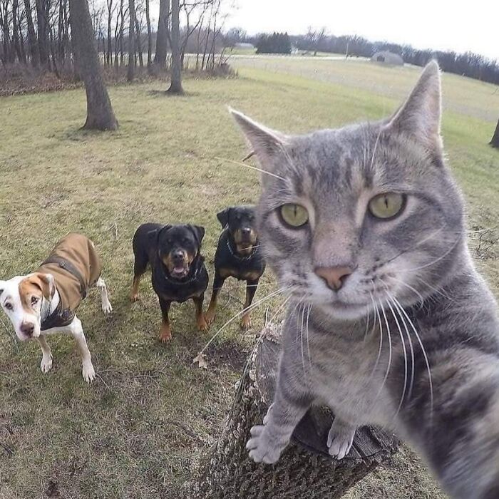 20 Totally Adorable And Hilarious Cat Selfies That Will Make You Laugh