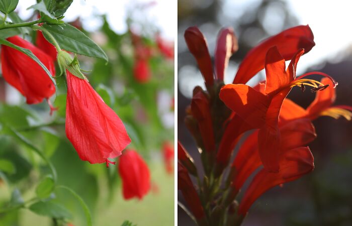 I Took 15 Photos Of My Neighborhood’s Most Striking Flowers