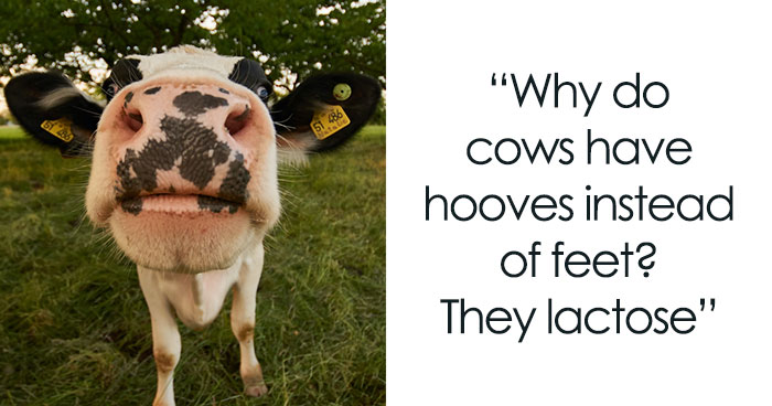 158 Cow Puns That Show How Wonderful These Animals Are