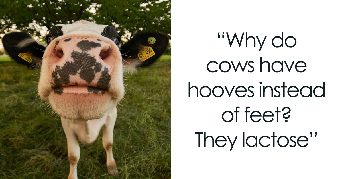158 Cow Puns That Show How Wonderful These Animals Are | Bored Panda