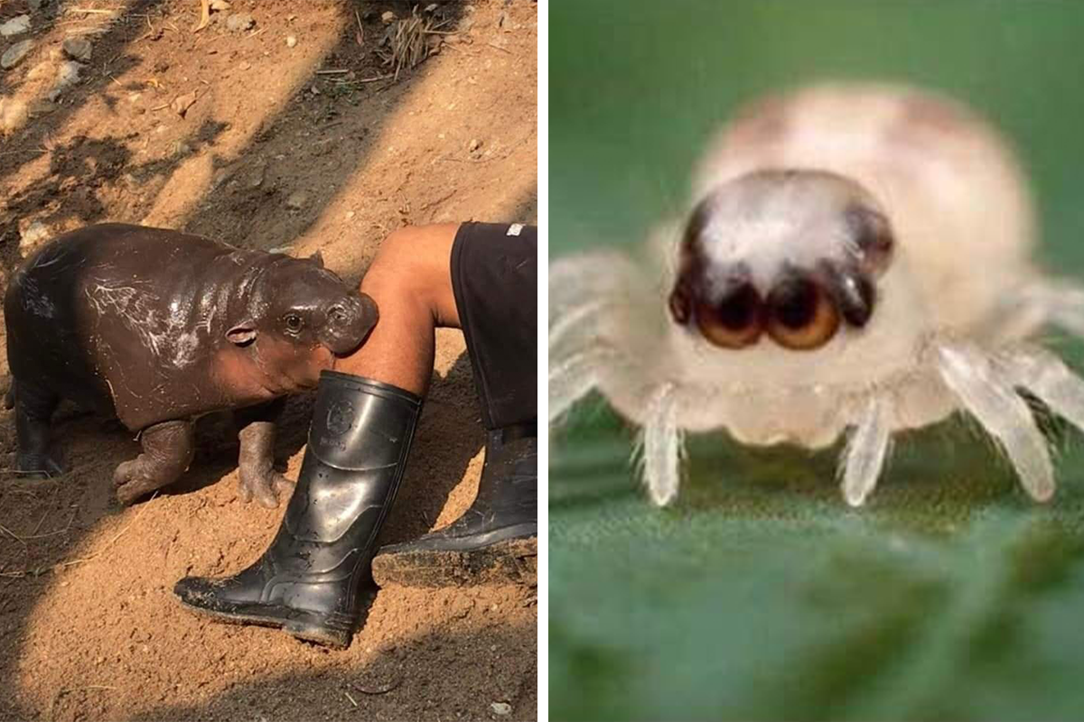 This Facebook Group Celebrates 'Cute Nopes' That Might Change Your Mind  About Them (50 Pics) | Bored Panda