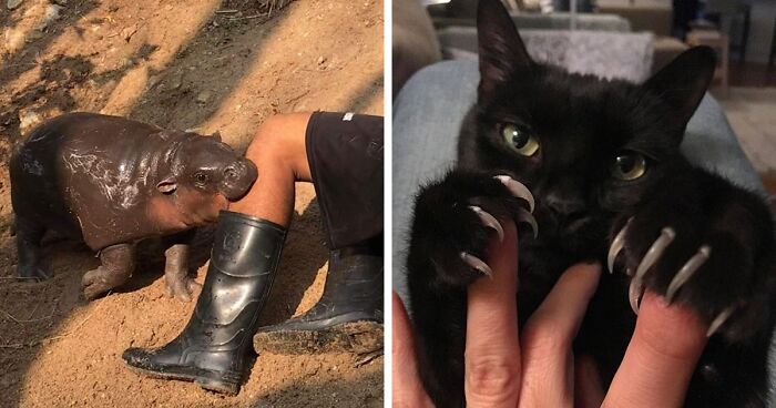 This Facebook Group Celebrates ‘Cute Nopes’ That Might Change Your Mind About Them (50 Pics)