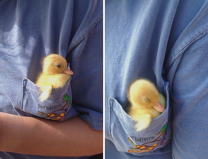 Pocket Duck