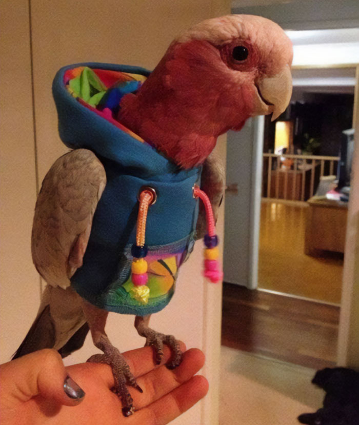This Parrot In A Hoodie