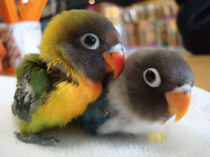 I See Your Baby Crocodile, And Raise You Two Baby Parrots