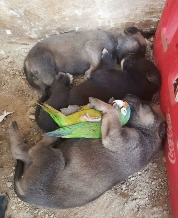 three puppies sleeping, one of them hugging the parrot