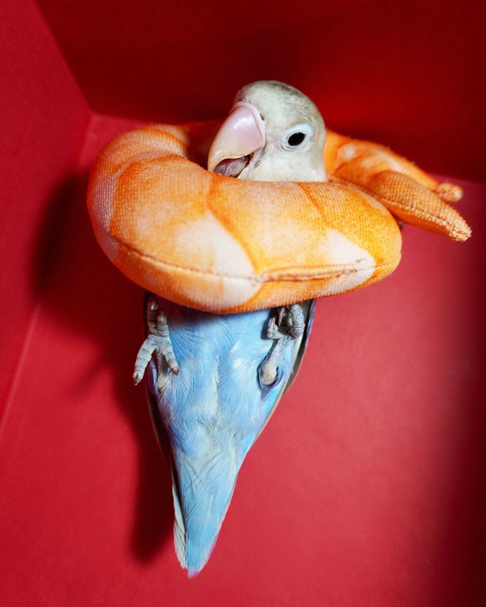 Parrot Sushi Roll