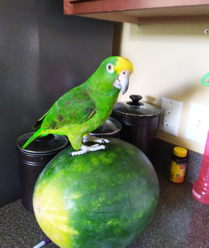 green parrot staying on the watermelon