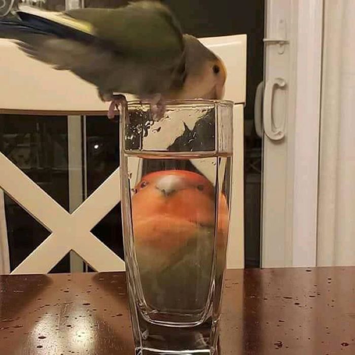 one parrot sitting on a glass of water, another parrot looking through this glass
