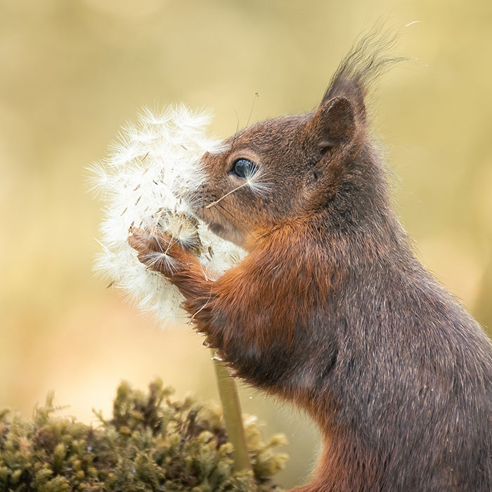 My 19 Photographs Featuring Squirrels And Birds Interacting With Flowers