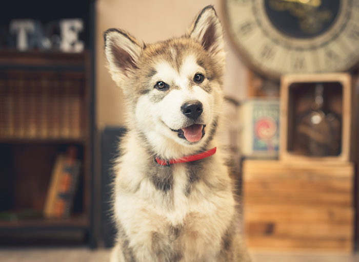 I Paid A Tribute To Dogs By Taking Adorable Pictures Of Them (37 Pics)