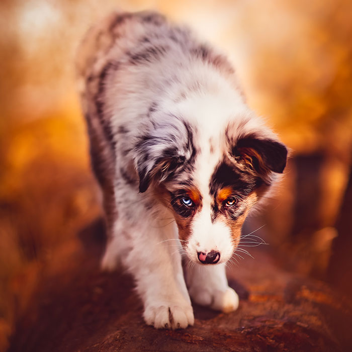 I Took 30 Photographs Capturing The Whimsical Side Of Dogs