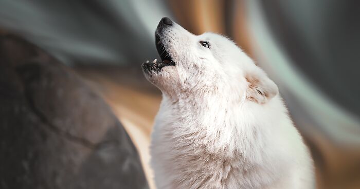 I Took 30 Photographs Capturing The Whimsical Side Of Dogs