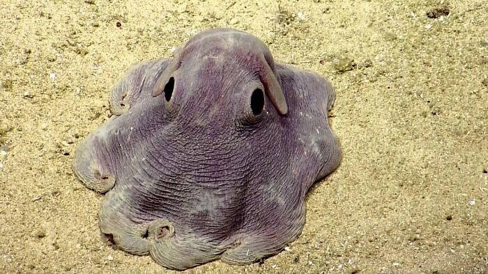 The Adorable Dumbo Octopus