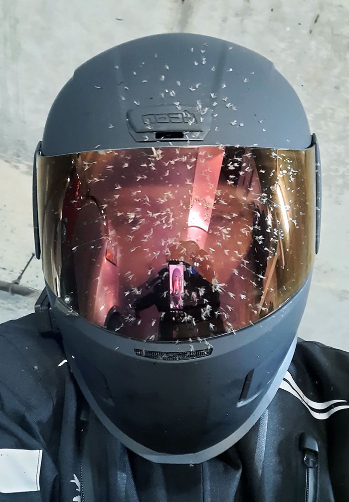 I Hit A Huge Swarm Of Bugs On My First Ride With My New Helmet