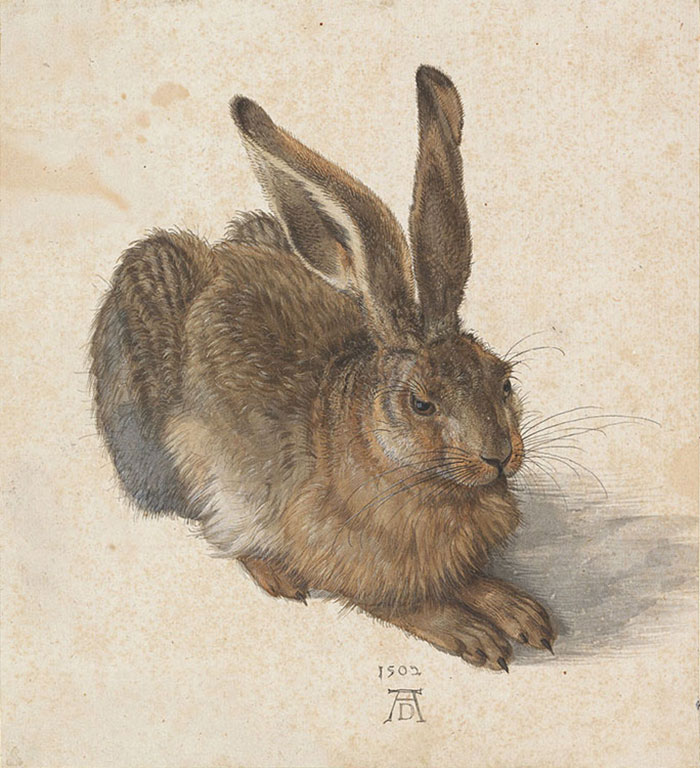 Young Hare by Albrecht Dürer