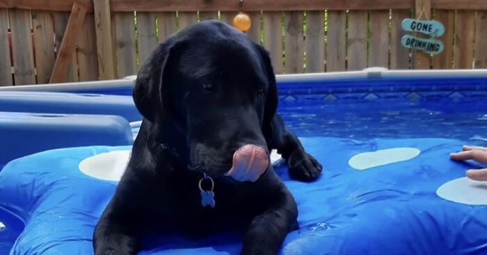 Hey Pandas! Show Me Your Best Summer Pet Photo (Closed)