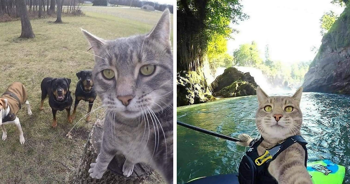 20 Totally Adorable And Hilarious Cat Selfies That Will Make You Laugh