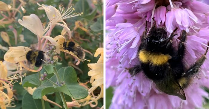 I Spent An Afternoon Photographing Bees In My Garden (7 Pics)