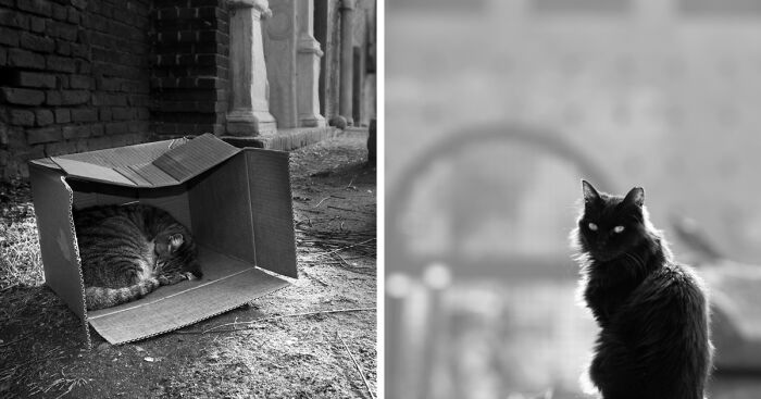 Samples From My Portfolio About Feral Cats Living In The Renaissance Age Sforzesco Castle In The Center Of Milan (8 Pics)